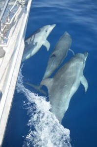 Dolphins play on the bow of Adina