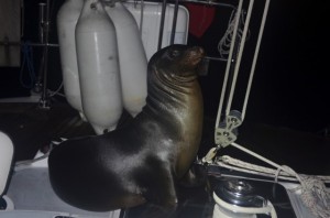 A sea lion on our bedroom hatch - luckily closed!