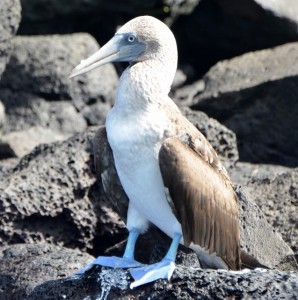 Blue footed Booby