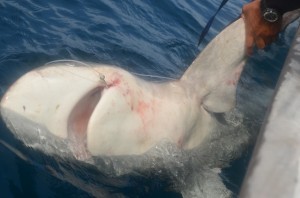 Galapagos shark hooked on rogue line