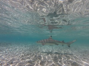 Snorkelling with black tip reef sharks