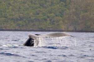 Humpback Whale in Vava’u