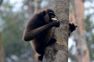 'Boy' the Gibbon monkey