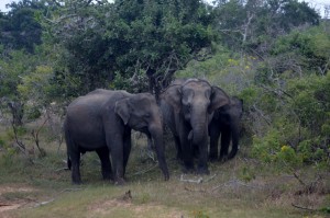 Asian Elephants - hoping to see African Elephants later this year.