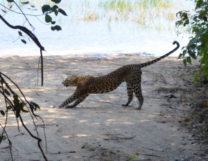 Leopard on the loose