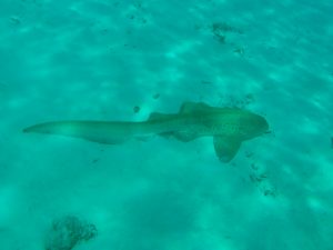 Leopard shark in Kolamafushi