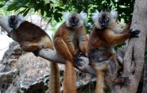 Lemurs - or Maki as they are known in Madagascar