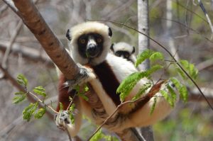 We saw this Sifaka lemur with its baby many times