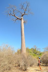 Susie and a skinny friendly baobab tree