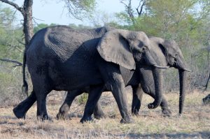 Elephants - Ingwelala