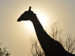 Susie's favourite African animal - a giraffe