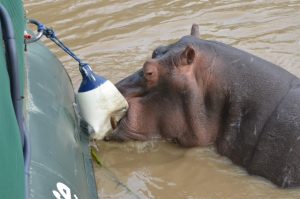 Mental note not to take Adina anywhere near hippos.